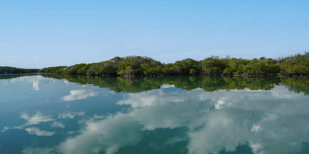 Silhouette Bird Watching Expedition