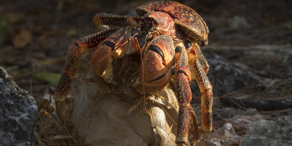 Silhouette Bird Watching Expedition