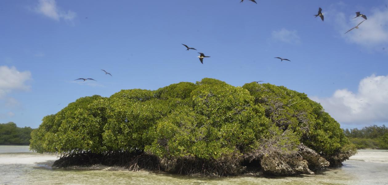 Silhouette Bird Watching Expedition - Photo 1