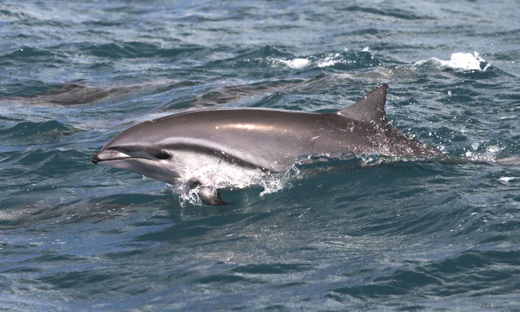 Silhouette Whales and Dolphins Expedition