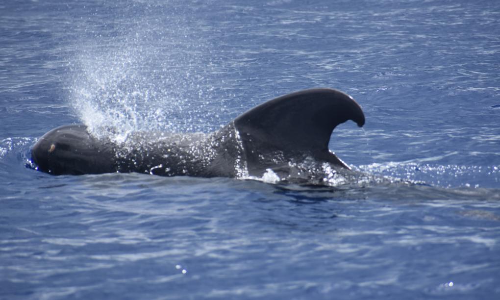 Silhouette Whales and Dolphins Expedition