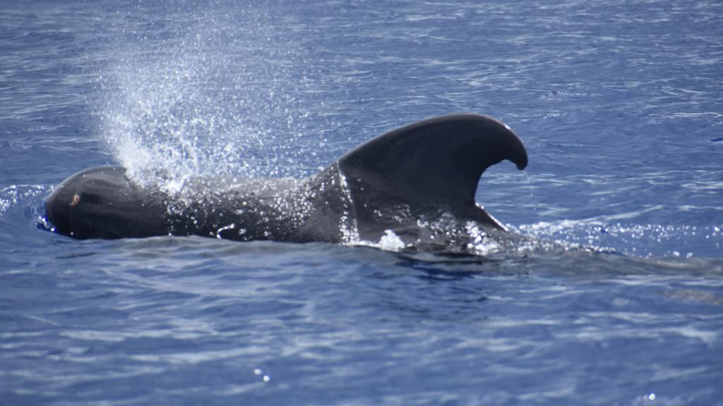 Photo 19: Silhouette Whales and Dolphins Expedition - Seychelles (Seychelles)