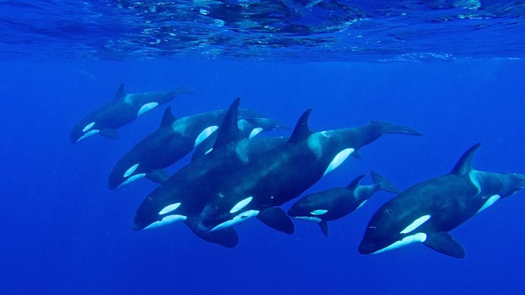 Foto 15: Silhouette Whales and Dolphins Expedition - Seychellen (Seychellen)