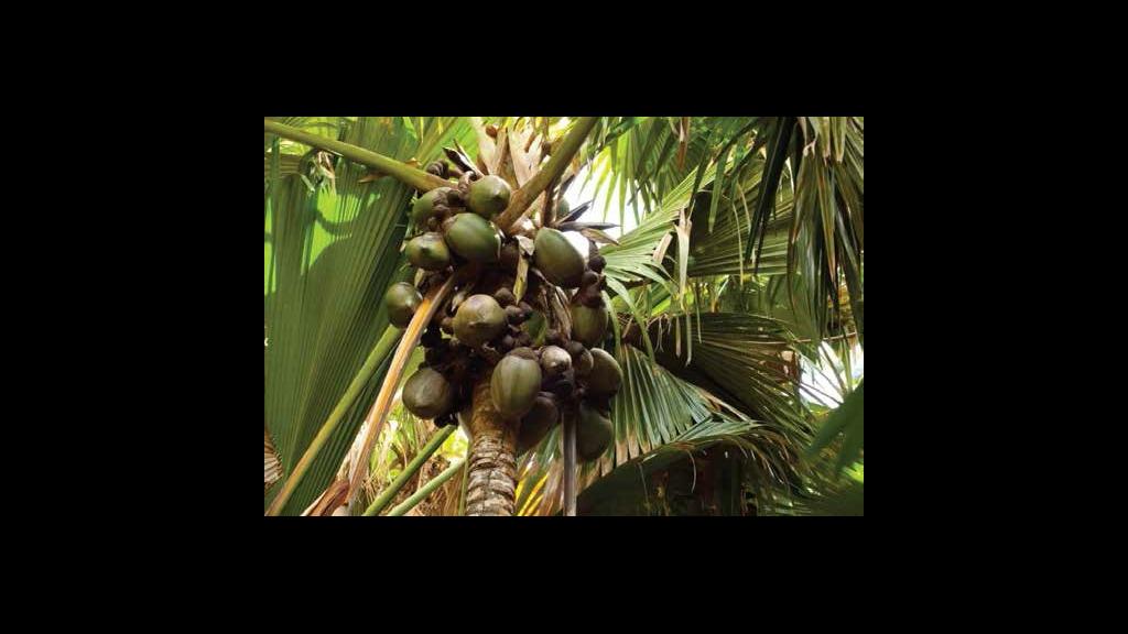 Photo 28: Silhouette Whales and Dolphins Expedition - Seychelles (Seychelles)