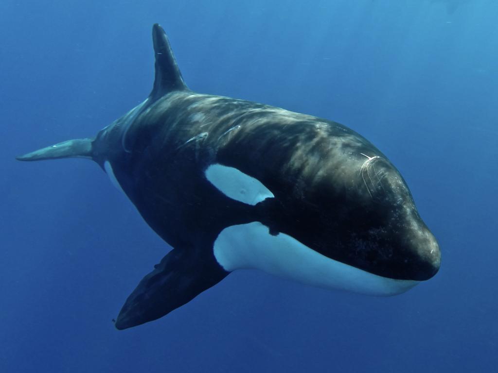 Silhouette Whales and Dolphins Expedition - Photo 5