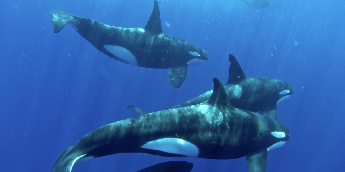 Silhouette Whales and Dolphins Expedition