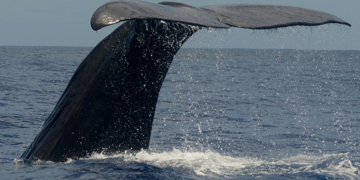 Silhouette Whales and Dolphins Expedition