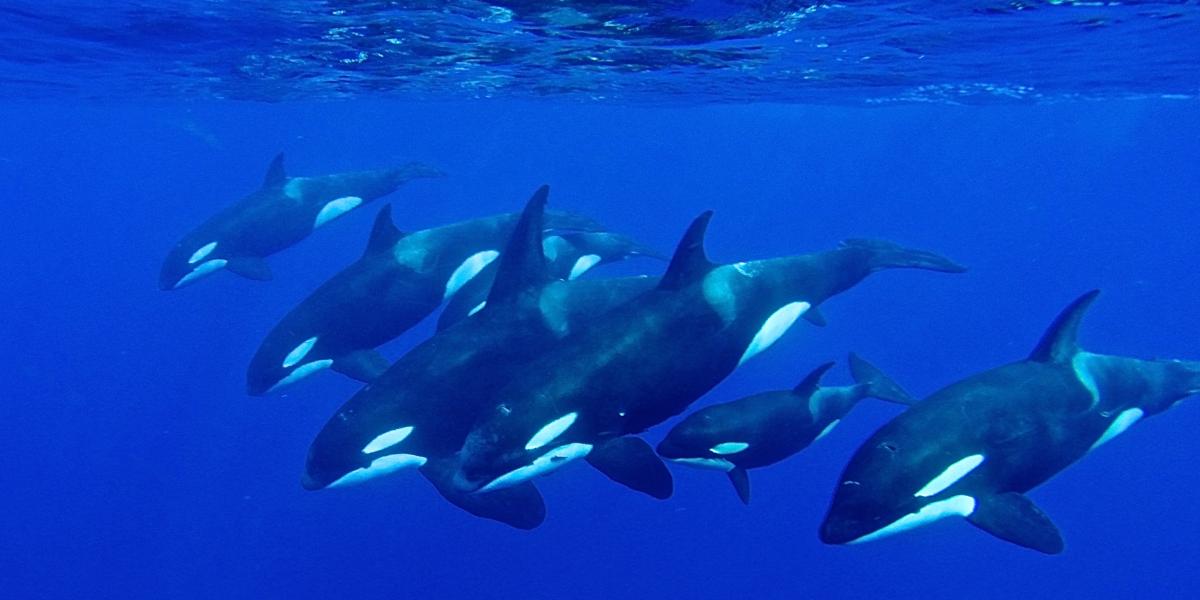 Silhouette Whales and Dolphins Expedition