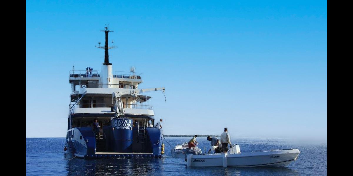 Silhouette Whales and Dolphins Expedition