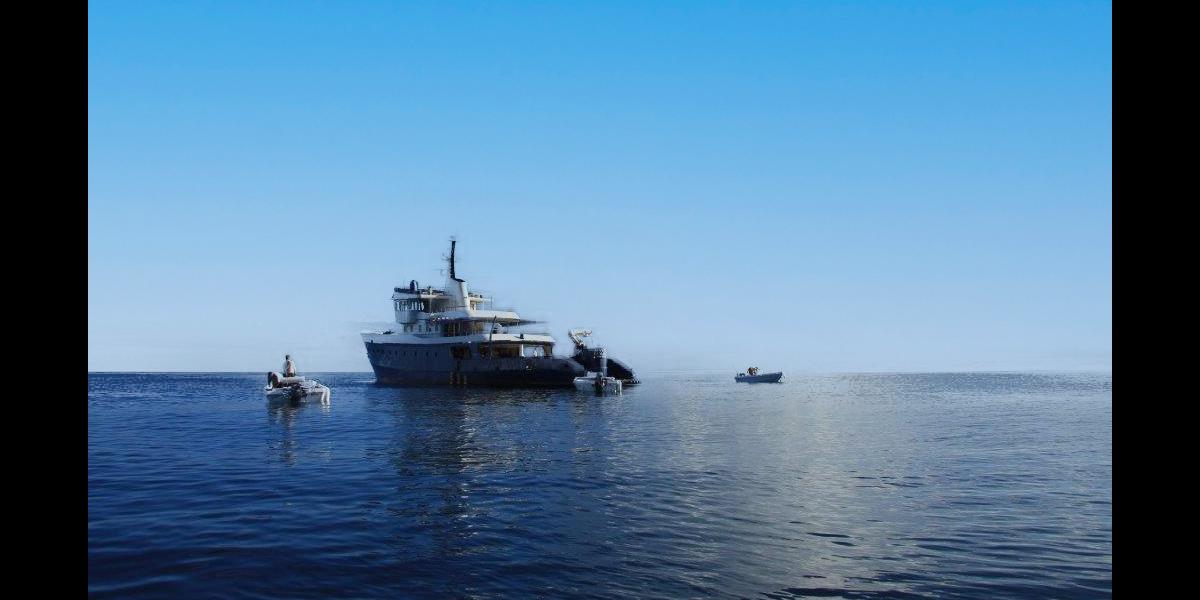 Silhouette Whales and Dolphins Expedition