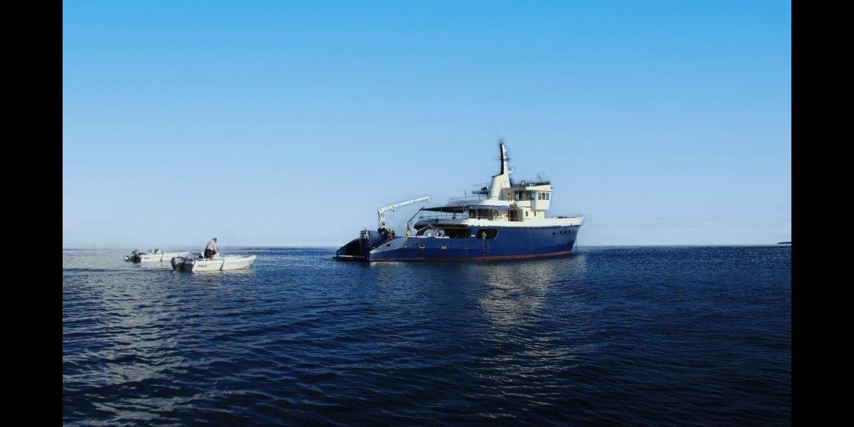 Silhouette Whales and Dolphins Expedition
