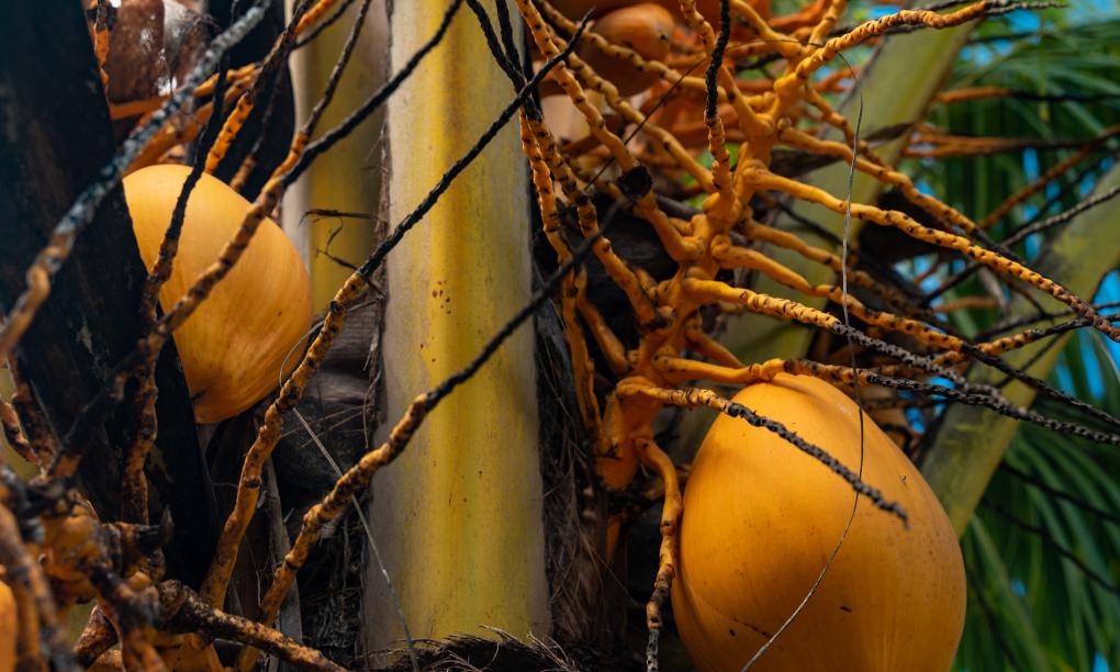 Milles Montagnes Residence