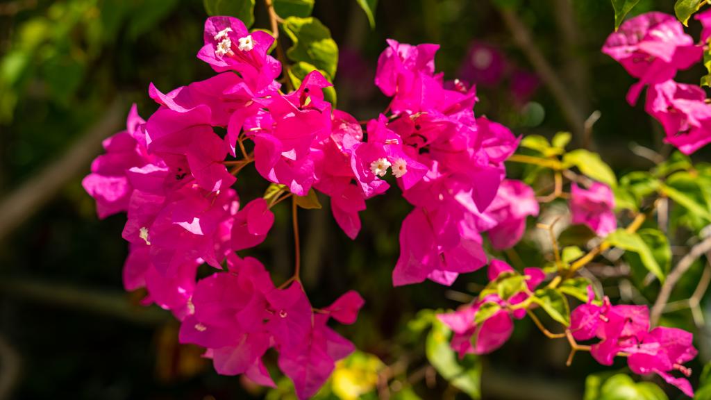 Foto 16: Milles Montagnes Residence - Mahé (Seychellen)