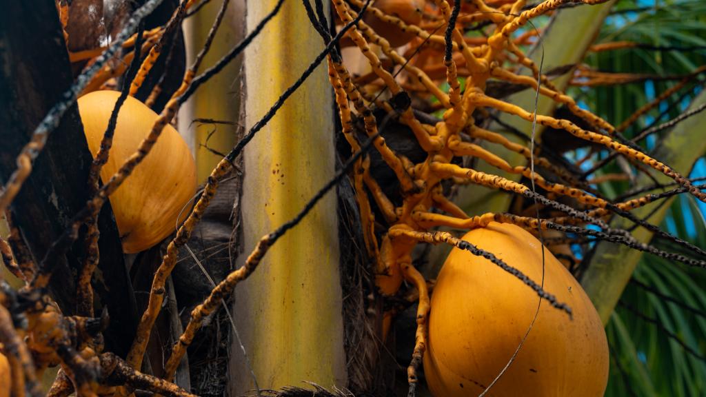 Foto 12: Milles Montagnes Residence - Mahé (Seychellen)