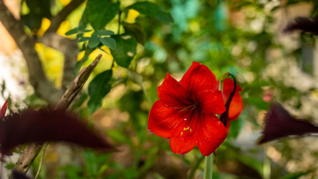 Foto 14: Milles Montagnes Residence - Mahé (Seychellen)