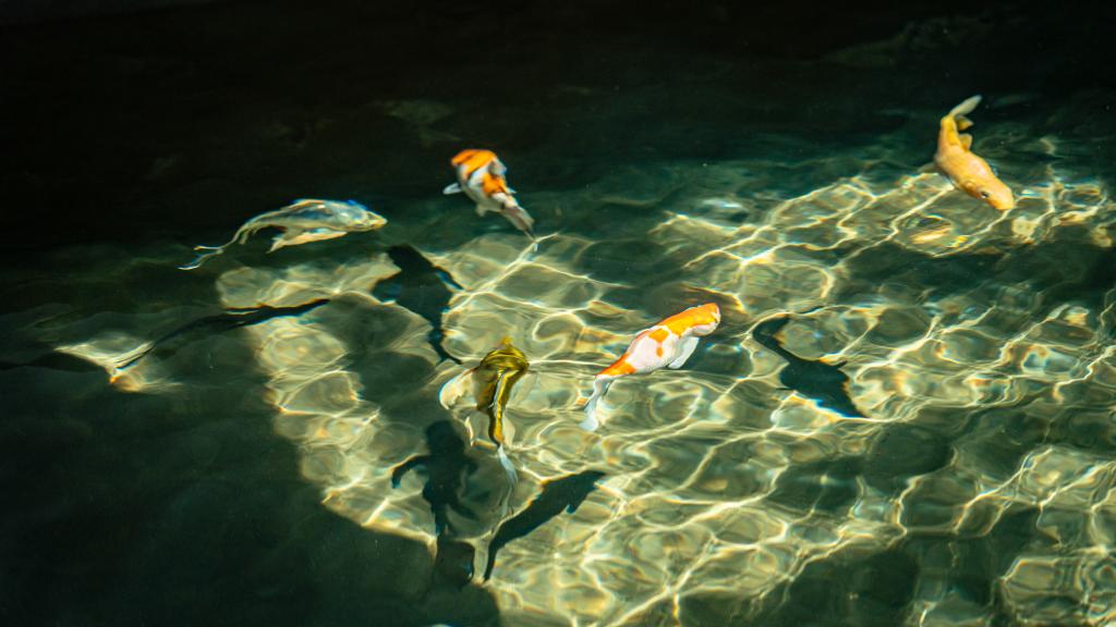 Foto 43: laila, A Marriott Tribute Portfolio Resort - Mahé (Seychelles)