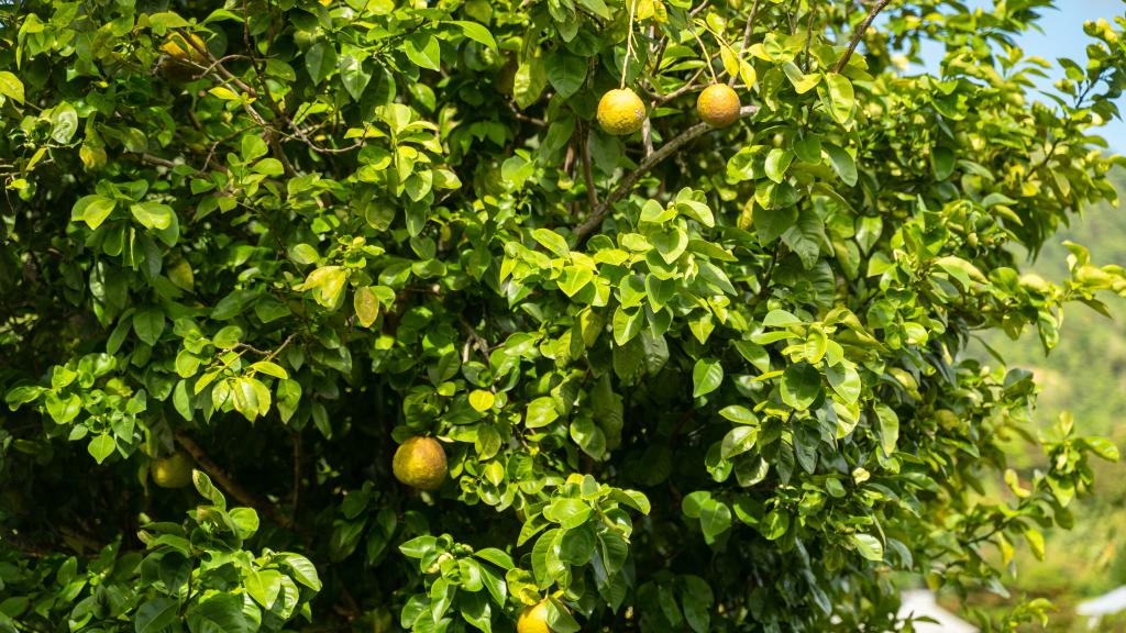 Foto 11: Ogumka 2 Self Catering Santa Maria - Mahé (Seychelles)