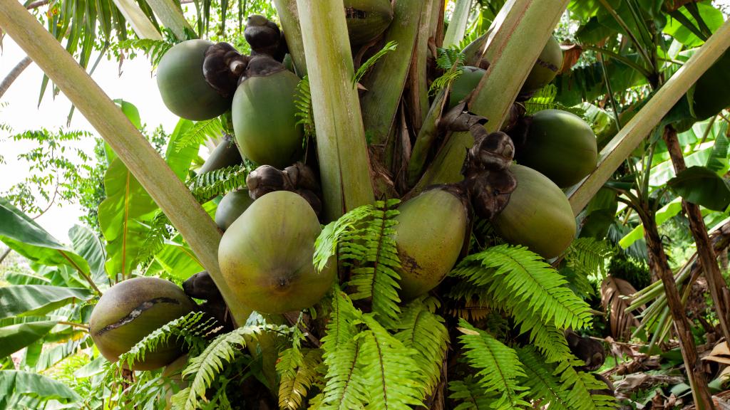 Photo 14: Myra's Self Catering Apartment - Praslin (Seychelles)