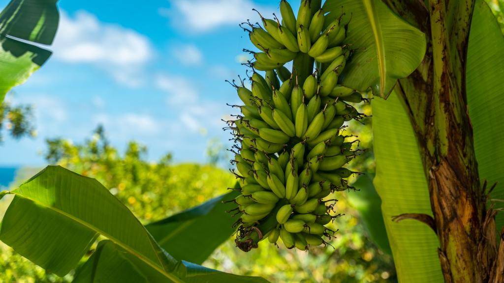 Foto 12: Tandif Villa Sea View - Mahé (Seychelles)