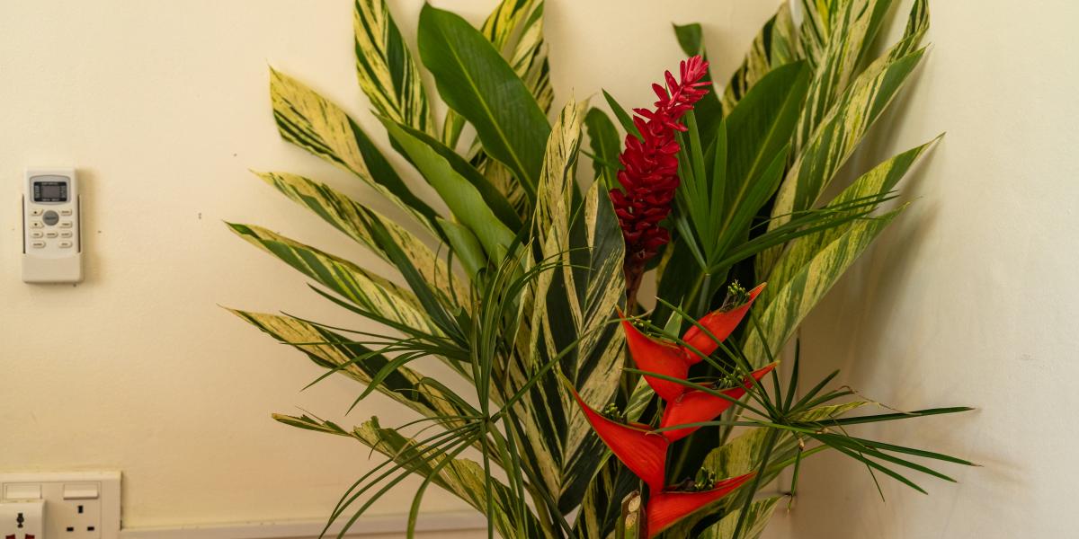 Will's Apartments - Family Apartment Fregate