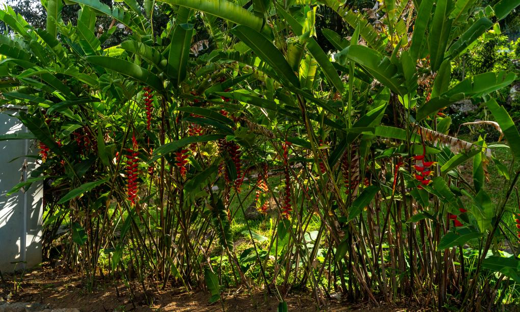 Naturalis Oceanview Residences