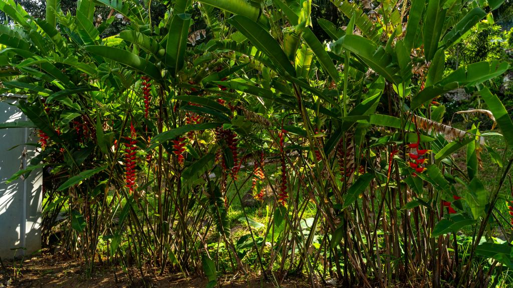 Photo 25: Naturalis Oceanview Residences - Mahé (Seychelles)