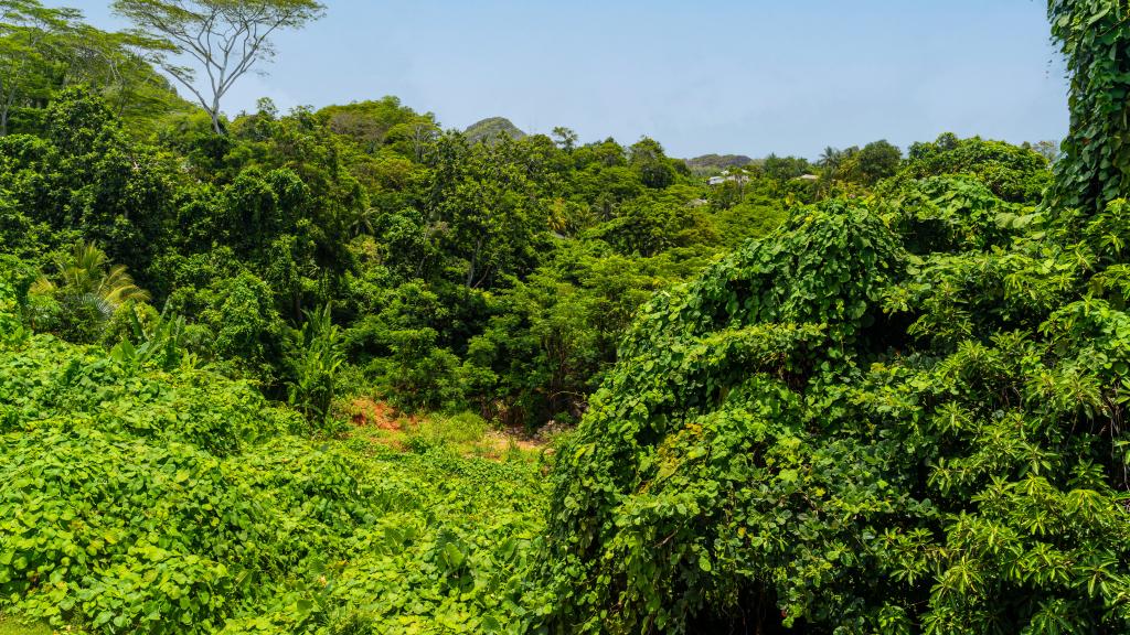 Foto 32: JAIDSS Holiday Apartments - Mahé (Seychelles)