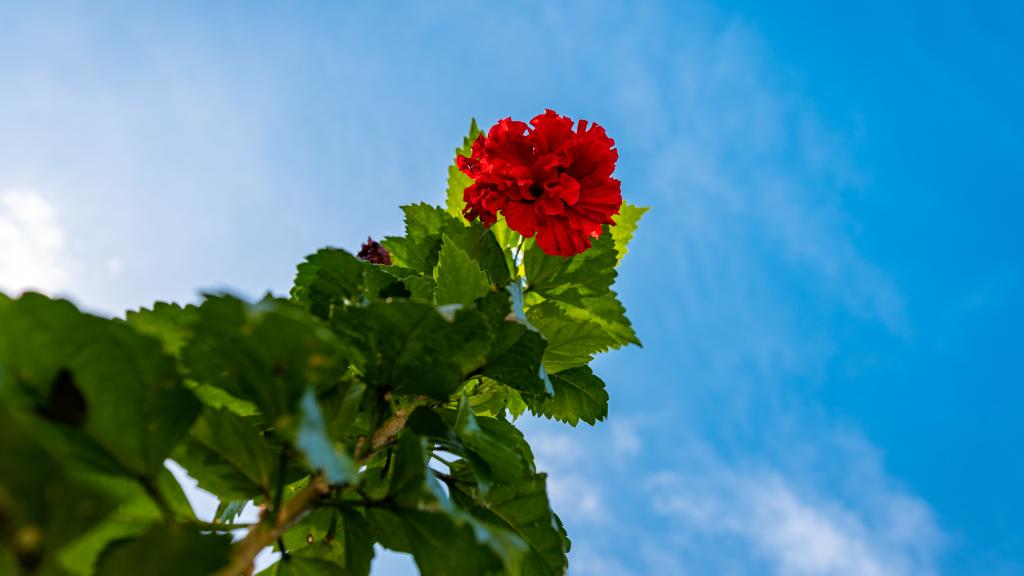 Foto 16: Riverside Retreat (Seychelles) - Mahé (Seychelles)