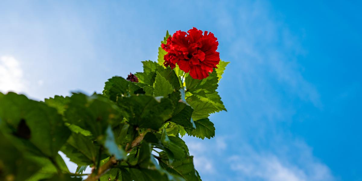 Riverside Retreat (Seychelles)