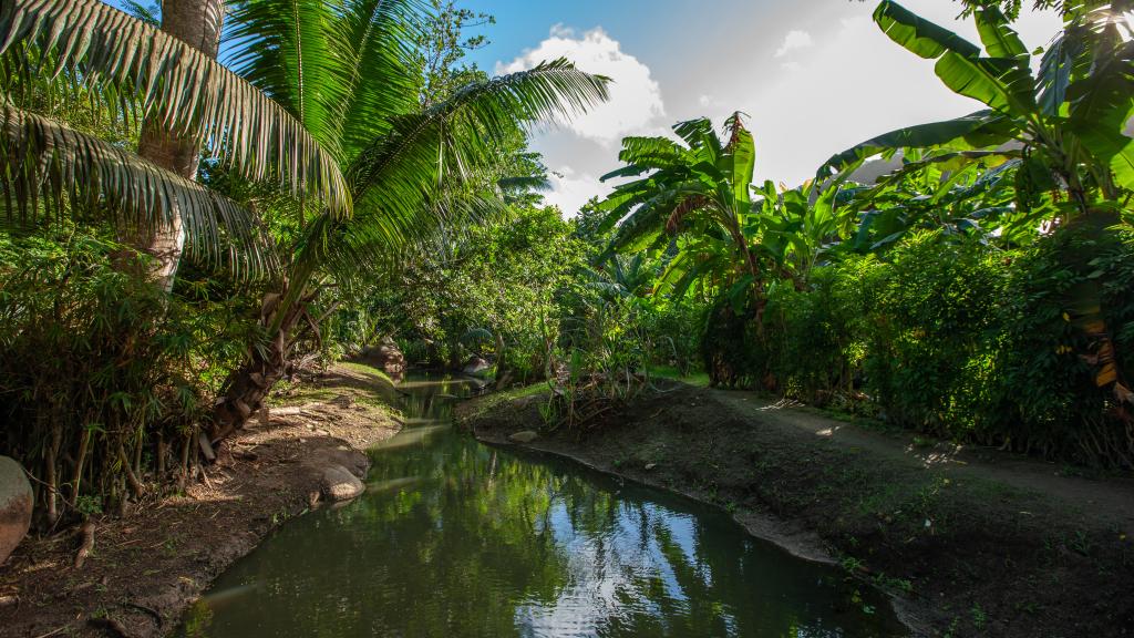 Photo 36: Bois d'Amour - La Digue (Seychelles)