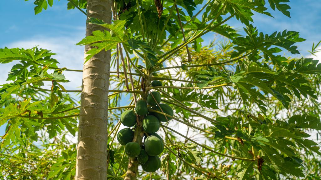Foto 21: Paradise Chalets Yoga & Wellness - Mahé (Seychelles)