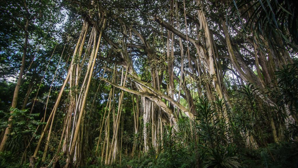 Foto 84: Fregate Island Private - Fregate Island (Seychelles)