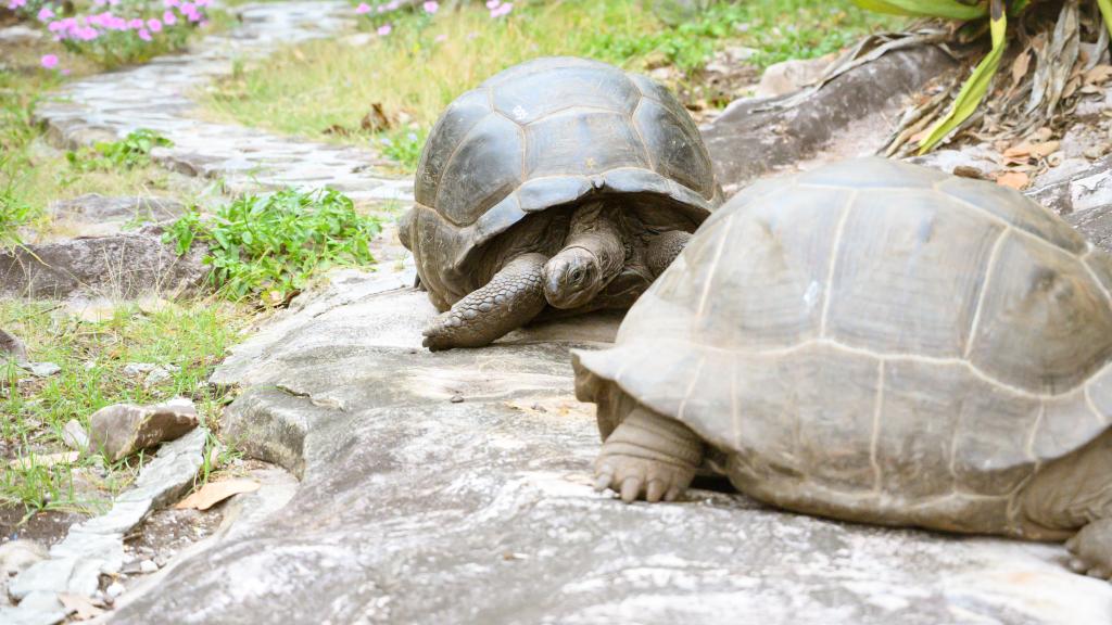 Foto 85: Fregate Island Private - Fregate Island (Seychelles)