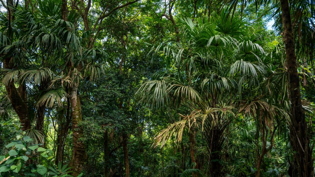 Foto 37: Cote Cedres - Mahé (Seychelles)