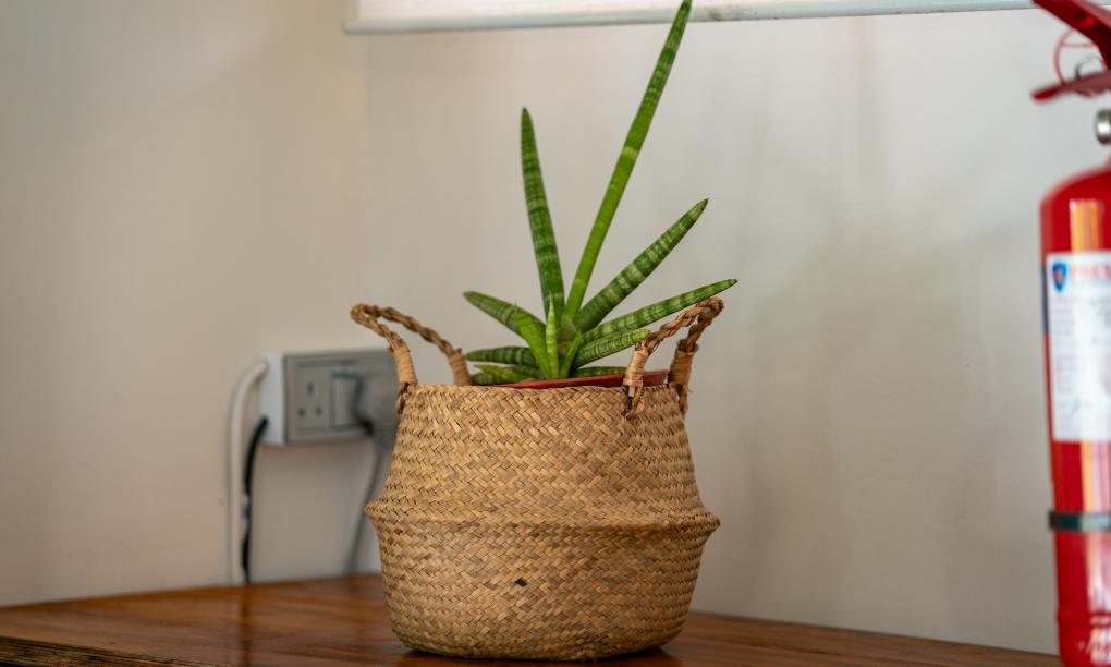 Eco Lodge Self Catering - 1-Bedroom Bungalow with Private Plunge Pool