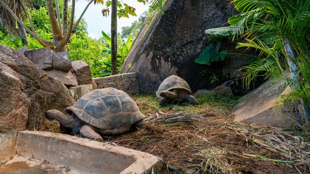 Foto 28: Jolie View - Mahé (Seychelles)