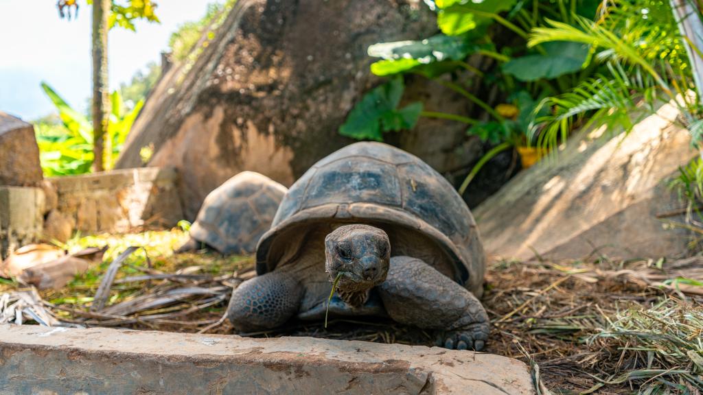Foto 4: Jolie View - Mahé (Seychellen)