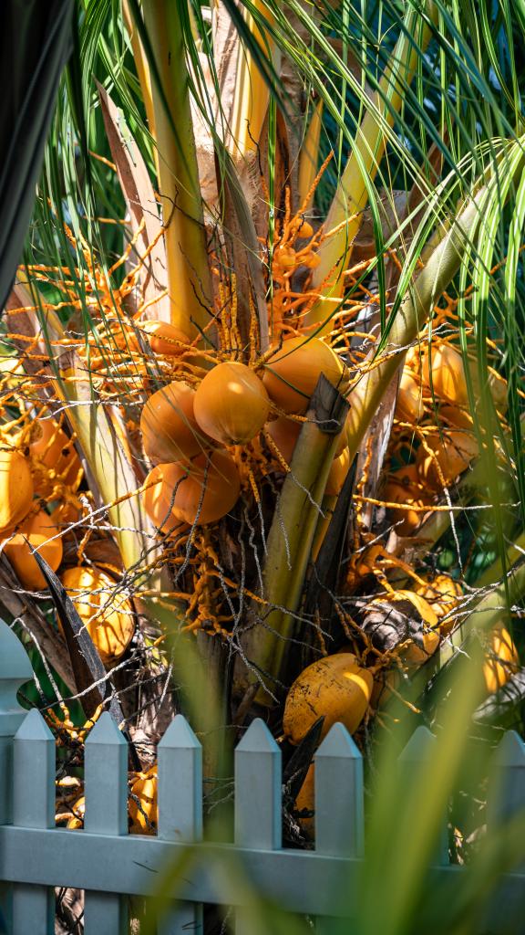 Photo 75: Elilia - Mahé (Seychelles)