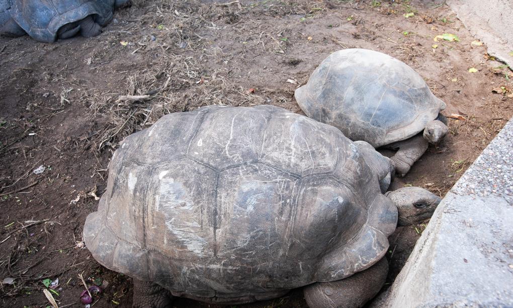 Roche Kerlan Apartments