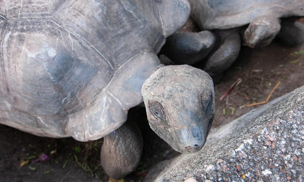 Roche Kerlan Apartments