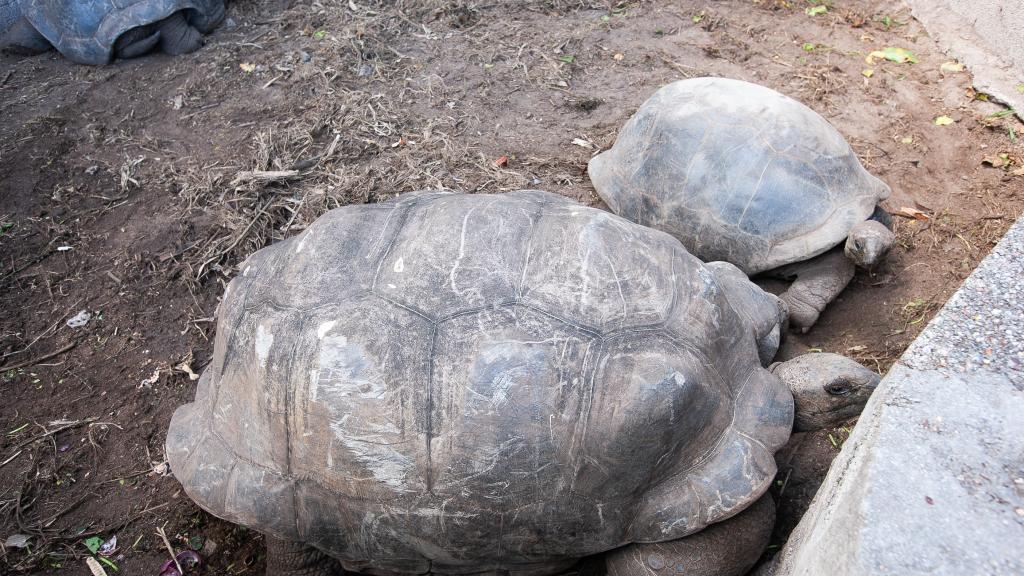 Foto 4: Roche Kerlan Apartments - Praslin (Seychelles)