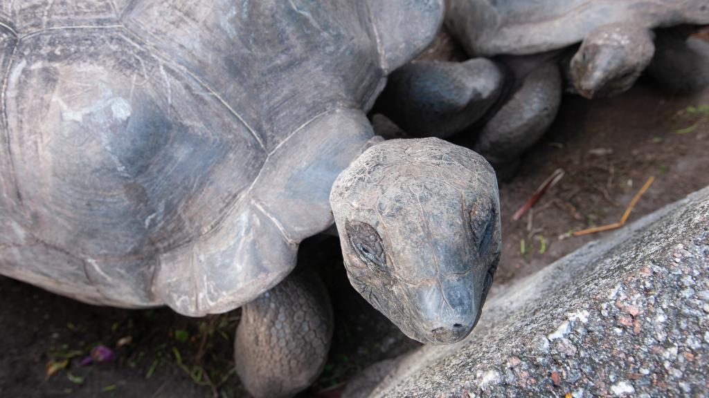 Foto 14: Roche Kerlan Apartments - Praslin (Seychelles)