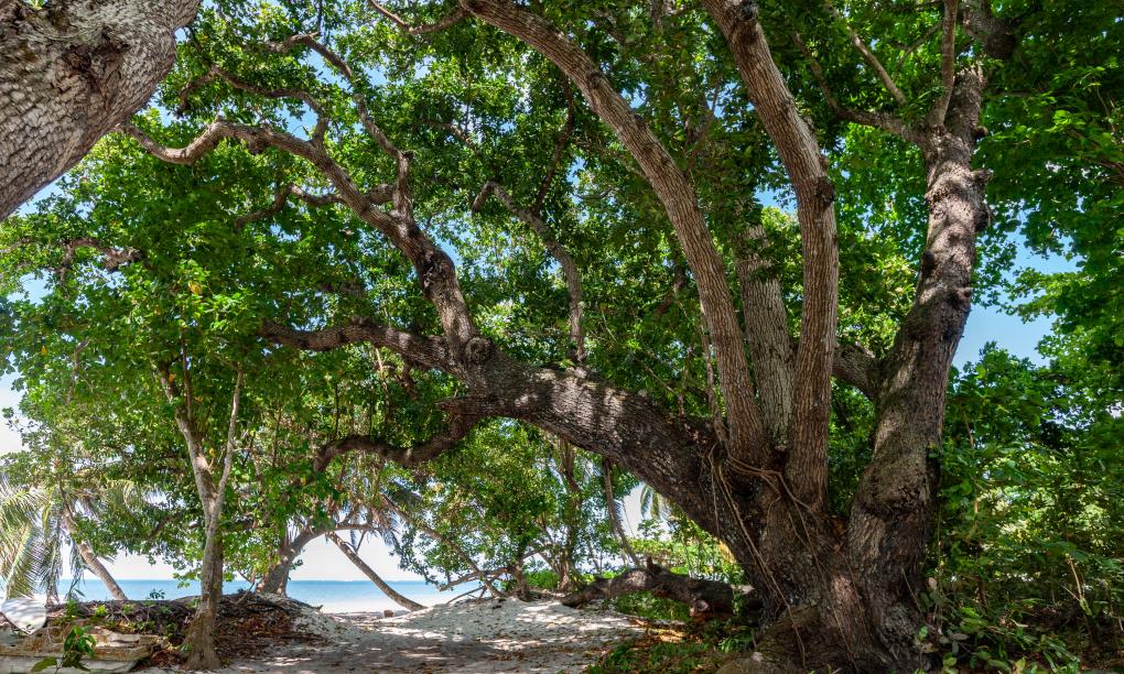 Praslin Orchid Villa