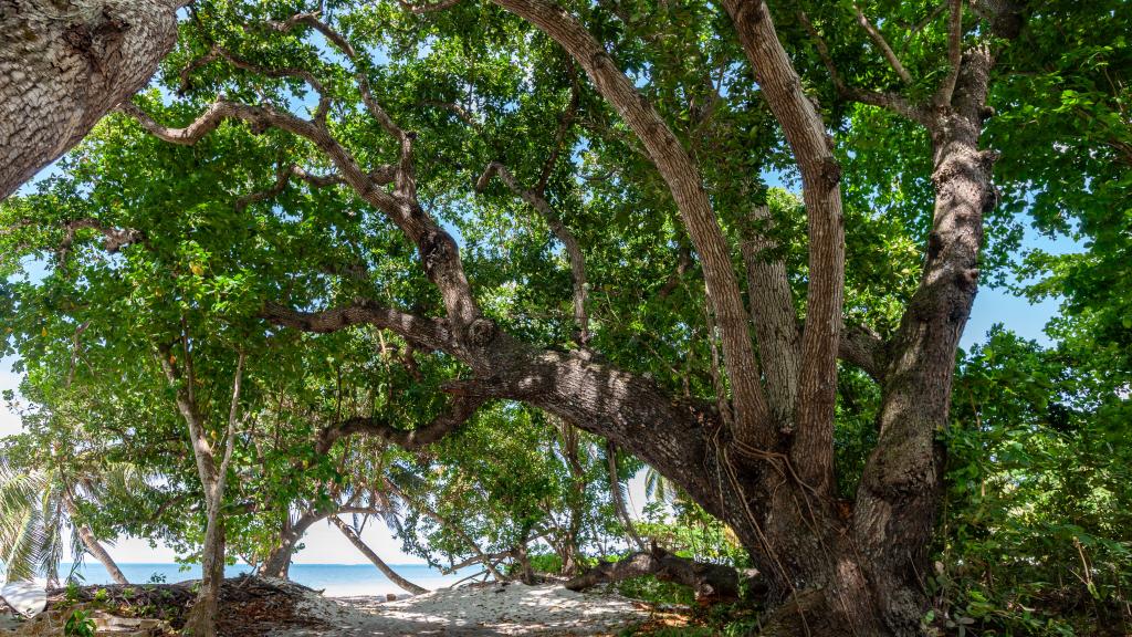 Foto 28: Praslin Orchid Villa - Praslin (Seychellen)