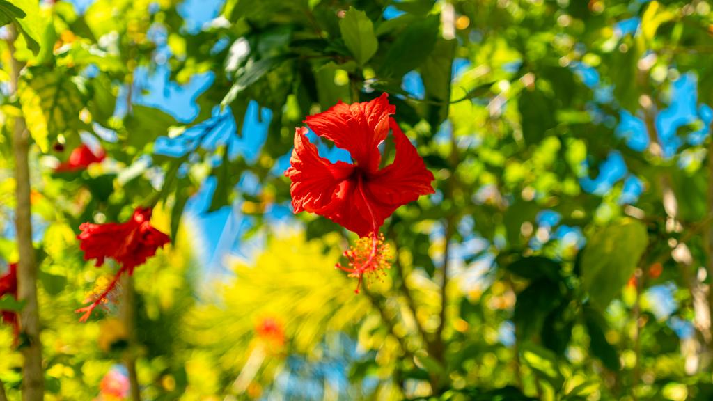 Foto 76: Royale Green Villa - Mahé (Seychellen)