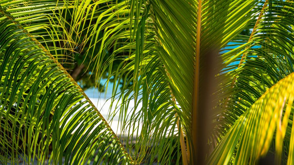 Photo 37: Kaz Dibwa Beach House - Mahé (Seychelles)
