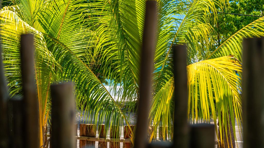 Photo 18: Kaz Dibwa Beach House - Mahé (Seychelles)