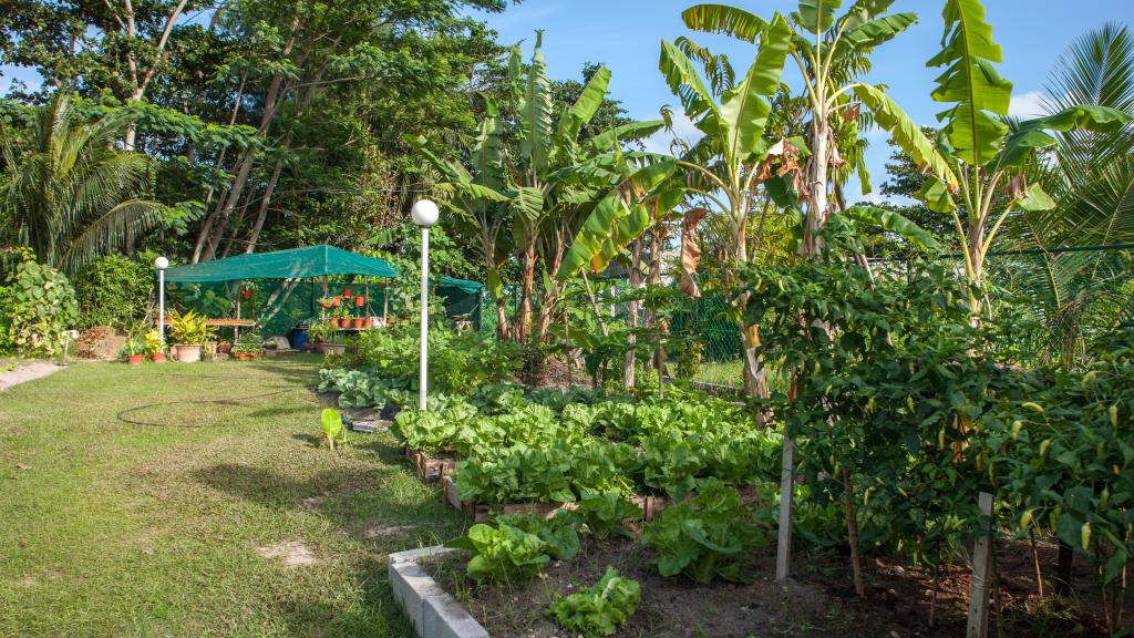 Photo 13: Etoile Labrine - La Digue (Seychelles)
