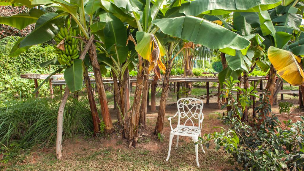 Photo 14: Etoile Labrine - La Digue (Seychelles)