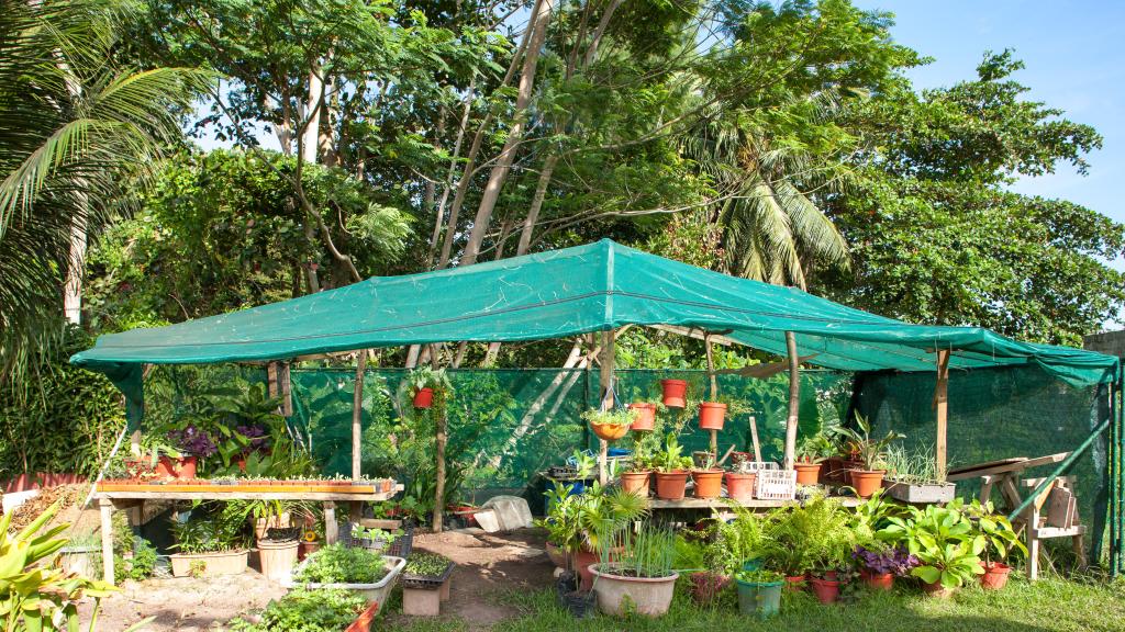 Photo 16: Etoile Labrine - La Digue (Seychelles)